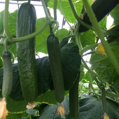 Семена огурца партенокарпического Базис F1 (45 дня) (100 с) Lark Seeds